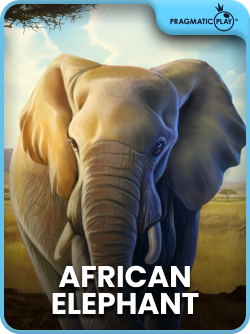 African Elephant